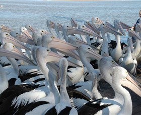 Pelican Feeding - Tourism Canberra 2