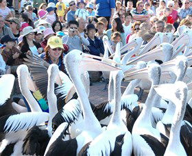 Pelican Feeding - Tourism Canberra 1
