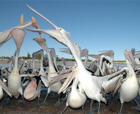 Pelican Feeding - Tourism Canberra 3