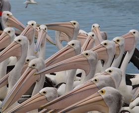 Pelican Feeding - Tourism Canberra 4