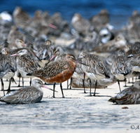 Cooloola Nature - Tourism Canberra