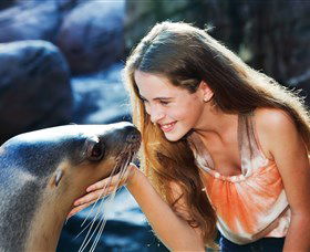Sea Life Sunshine Coast - Tourism Canberra 1