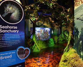 Sea Life Sunshine Coast - Tourism Canberra 3