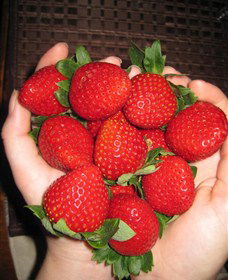 The Strawberry Farm - Tourism Canberra 0