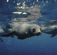 Wilsons Promontory Marine National Park - Tourism Canberra