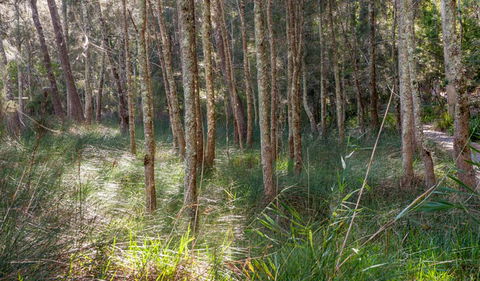 Anabranch Loop Track - Tourism Canberra 0