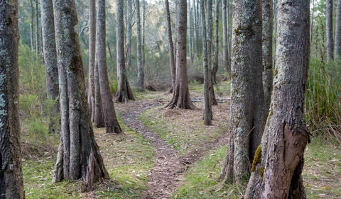 Anabranch Loop Track - Tourism Canberra 1