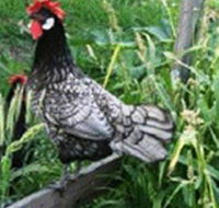 Merry Maidens Veggies - Tourism Canberra