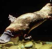 Platypus Pool - Tourism Canberra