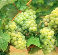 Red Tail Wines - Tourism Canberra