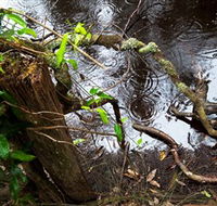 Mogo Bushwalk - Tourism Canberra