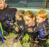 Irukandji Shark and Ray Encounters - Tourism Canberra