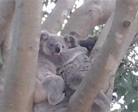 Mondrook Garden Cafe Gallery And Function Centre - Tourism Canberra 1