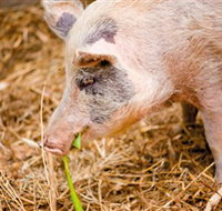 Djanbung Permaculture Gardens - Tourism Canberra