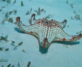 The Pines Dive Site - Tourism Canberra 0