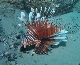 The Pines Dive Site - Tourism Canberra 1