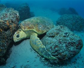 The Pines Dive Site - Tourism Canberra 3