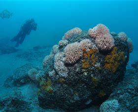 The Pines Dive Site - Tourism Canberra 2