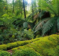 Errinundra National Park - Tourism Canberra