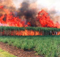 Reeves Family Sugar Cane Farm - Tourism Canberra