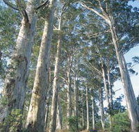 The Great Forest Trees Drive - Tourism Canberra