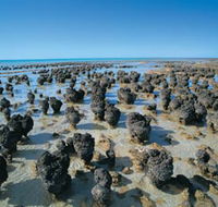 Hamelin Pool Stromatolites - Tourism Canberra