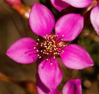 Flora - Tourism Canberra