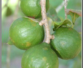 Lorne Valley Macadamia Farm - Tourism Canberra 2