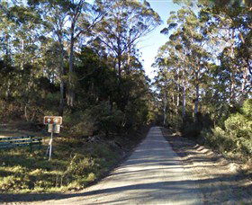Box Cutting Rainforest Walk - Tourism Canberra 0