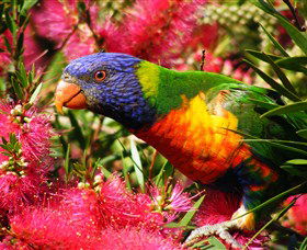 Box Cutting Rainforest Walk - Tourism Canberra 1