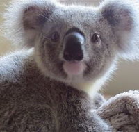 Koala Care Centre in Lismore - Tourism Canberra