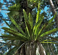 Whian Whian State Conservation Area - Tourism Canberra
