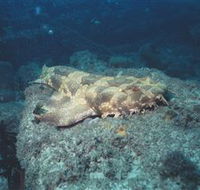 Scottish Prince Dive Site - Tourism Canberra