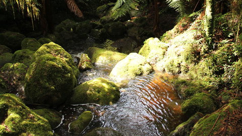 South East Forests National Park - Tourism Canberra 0