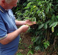 Wombah Coffee Plantation - Tourism Canberra