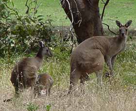 Capel Golf Club - Tourism Canberra 2