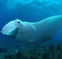 Manta Bommie Dive Site - Tourism Canberra