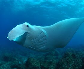 Manta Bommie Dive Site - Tourism Canberra 0