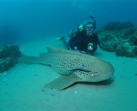 Manta Bommie Dive Site - Tourism Canberra 1