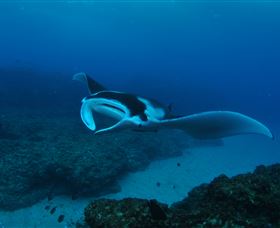 Manta Bommie Dive Site - Tourism Canberra 2