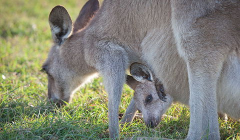 Moonee Beach Nature Reserve - Tourism Canberra 2