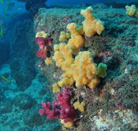 Shag Rock Dive Site - Tourism Canberra