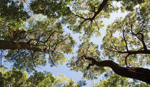 Coffs Coast Regional Park - Tourism Canberra 2
