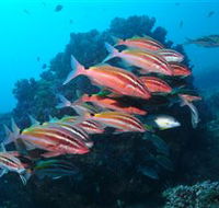 Flat Rock Dive Site - Tourism Canberra