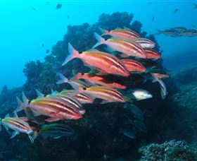 Flat Rock Dive Site - Tourism Canberra 0