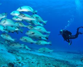 Flat Rock Dive Site - Tourism Canberra 3