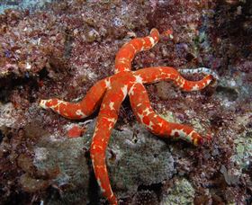 Flat Rock Dive Site - Tourism Canberra 2