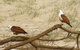 Broadwater National Park - thumb 2