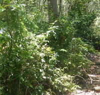 Bridle trail - Tourism Canberra