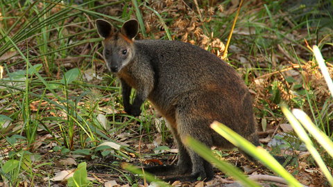 Mimosa Rocks National Park - Tourism Canberra 1